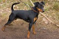 /album/fotogalerie/a250px-miniature-pinscher-jpg/